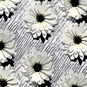 Near Black and White Daisies