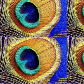 Peacock_Feather