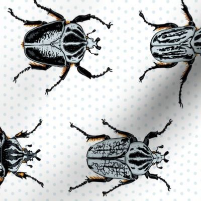 Medium Goliath Beetles - sideways