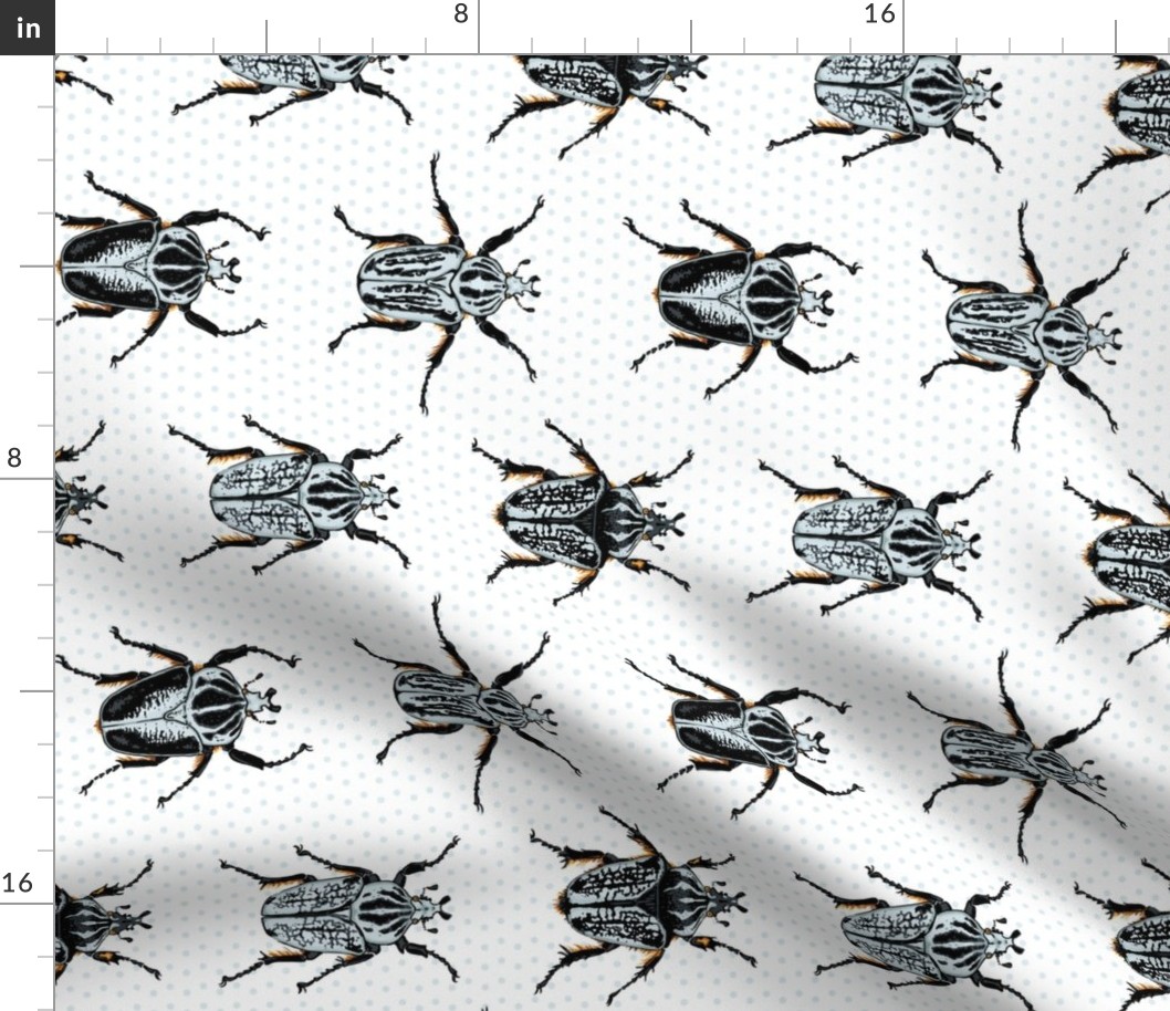 Medium Goliath Beetles - sideways