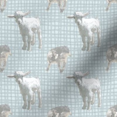 Pygmy goat babies - blue