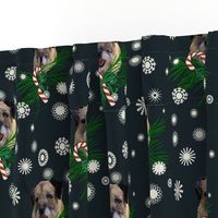 border_terrier_Christmas_with snowflakes