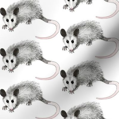 possum_