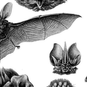 Bats