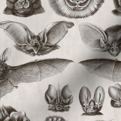 Bats