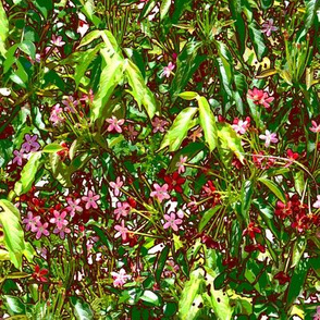 Pink Flowering Vine