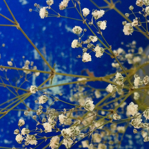 Winter blossom white flowers