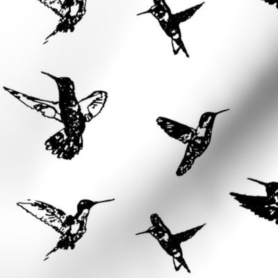 Hummingbirds Black and White