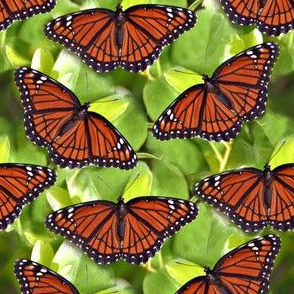 Viceroy Butterfly