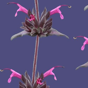 Hummingbird Sage on Purple