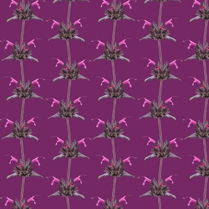 Hummingbird Sage-Natural Colors on Magenta Pink