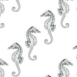 Seahorse Lineup