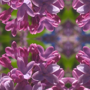 purple lilacs