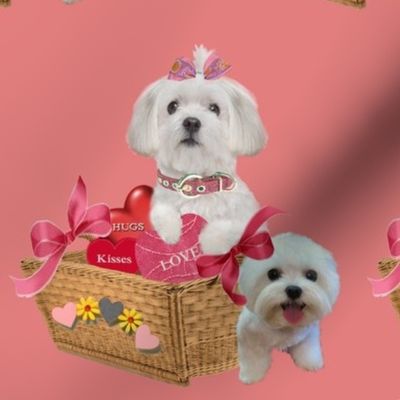 Maltese_Valentine