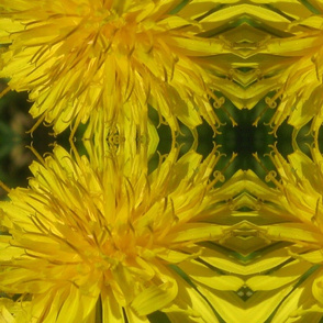 dandelion yellow