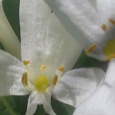 white flowers