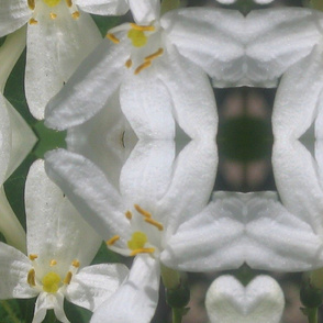 white flowers