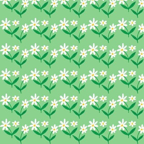 Daisies on green