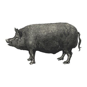 Pig Engraving