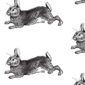 Big Bunny Rabbit Engraving