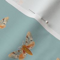 Regency Painted Moth 3