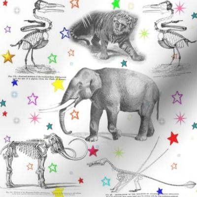  Museum Animals Vintage Skeletons Rainbow Stars