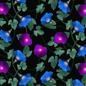 Black carpet of morning glories