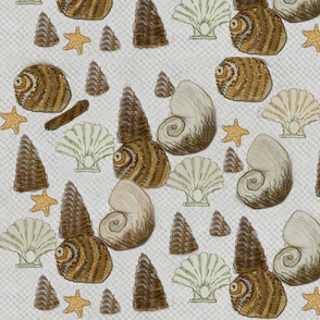 Sea shells  / Dk