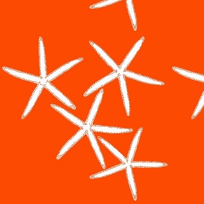 Starfish Bright Orange
