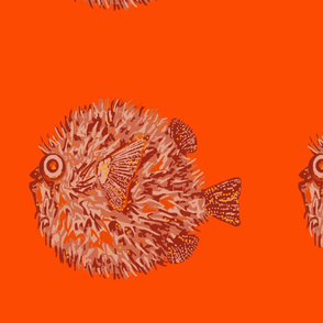 Puffer fish orange