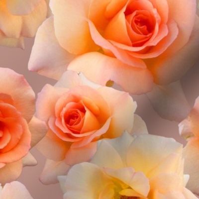 Beautiful_Roses_on_Mauve