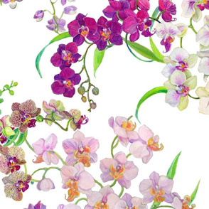 Orchids- Original