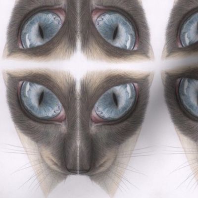 Siamese Cat Eyes