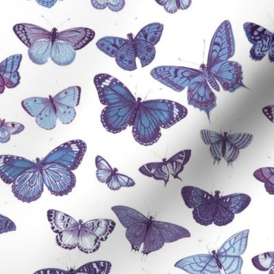 Flutter, Butterflies Indigo