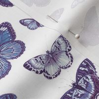 Flutter, Butterflies Indigo