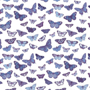 Flutter, Butterflies Indigo