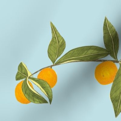 Jenny kumquat on light blue