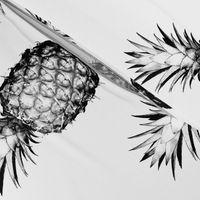Pineapples black and white large