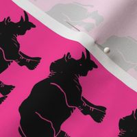 New Black Rhino on Hot Pink