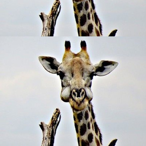 Irrational Giraffe Chewing