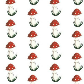 Amanita Muscaria on White