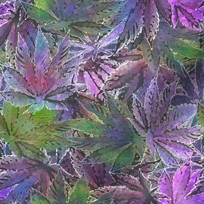 Purple Indica 420 Leaves (R)