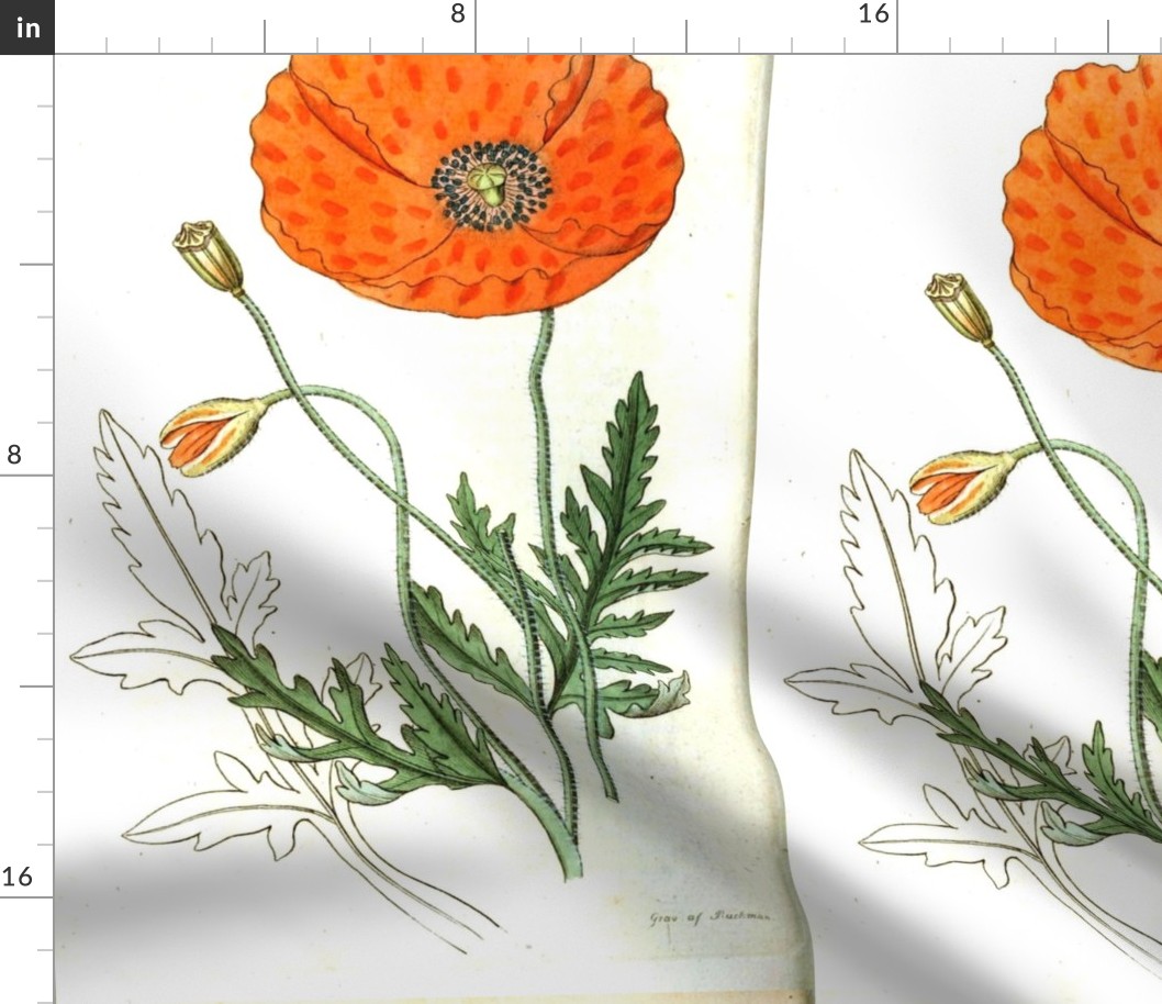 Icelandic Poppy