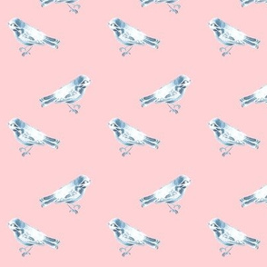 Songbird, Soft Blue on Pink