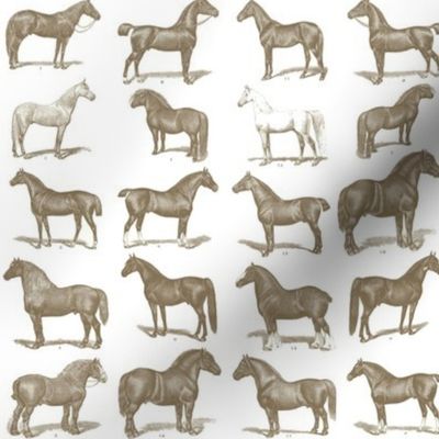 Vintage Horse Breed Poster Wall Paper