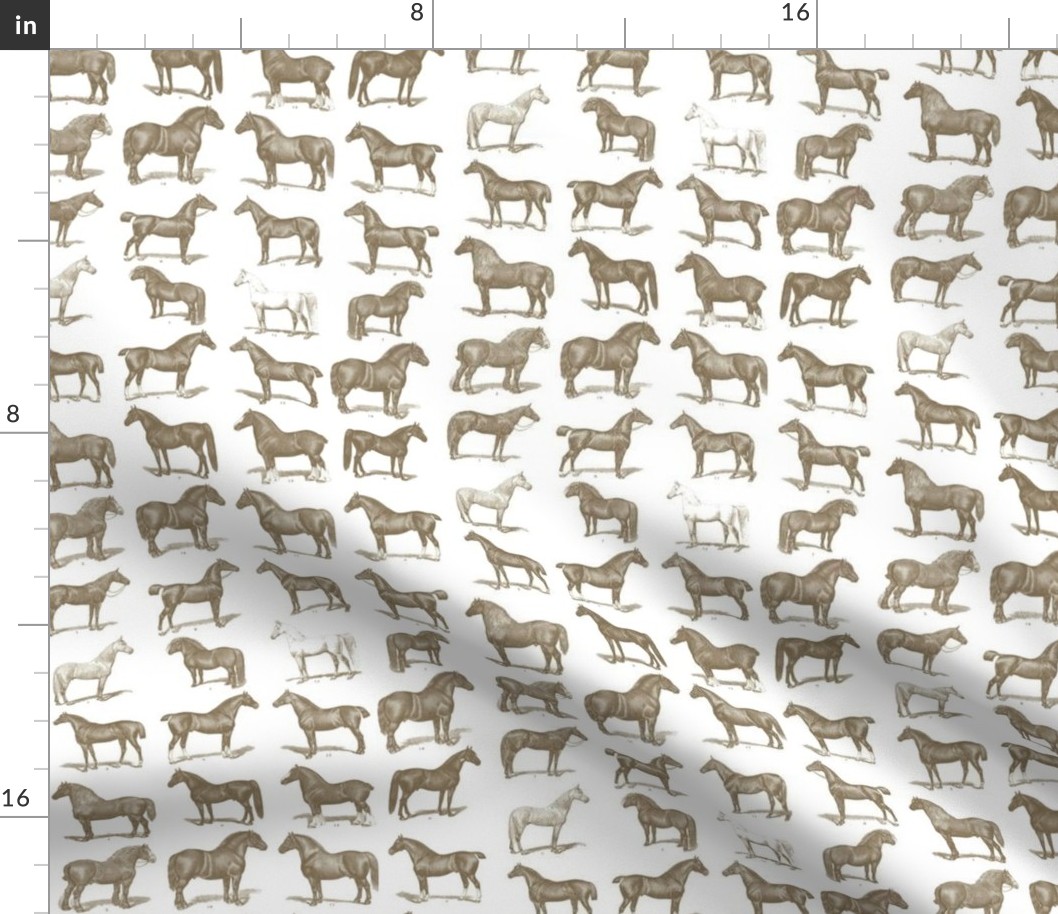 Vintage Horse Breed Poster Wall Paper