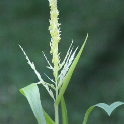 Natural Wheat Grass