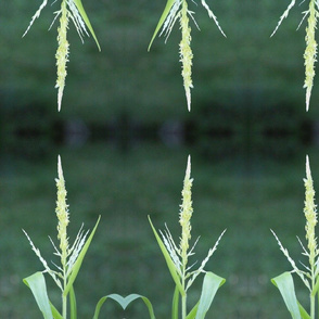 Natural Wheat Grass
