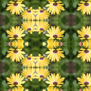 Yellow Daisy Floral