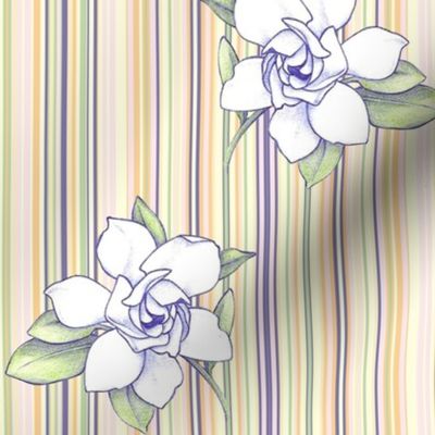 Gardenia stripe